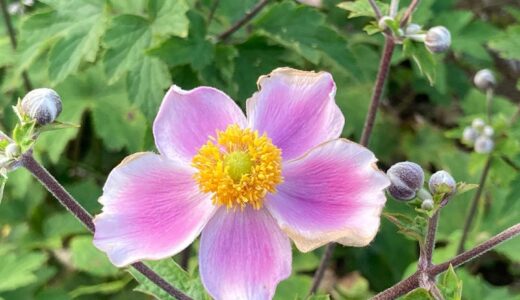 秋明菊の花言葉