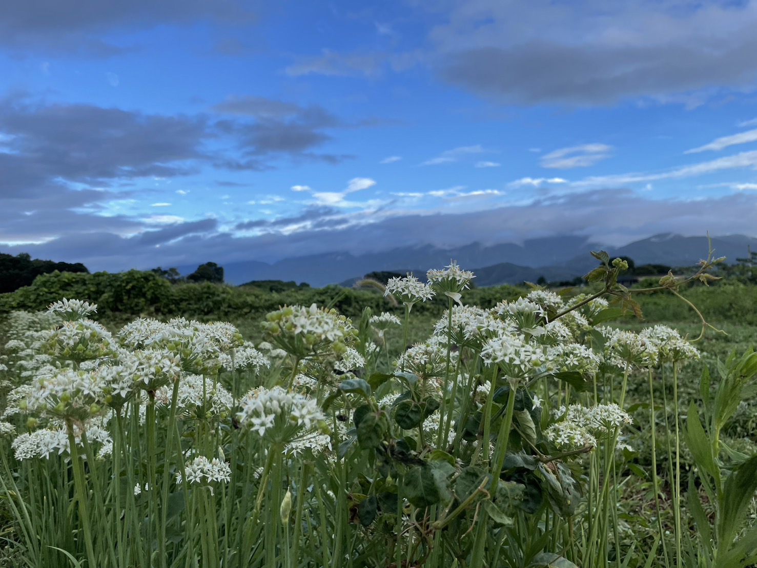 神奈川里山