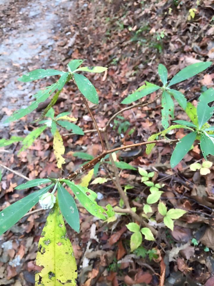 植物と手仕事の間にあるもの──三椏と和紙の物語 - ボタニカルライフの歩き方
