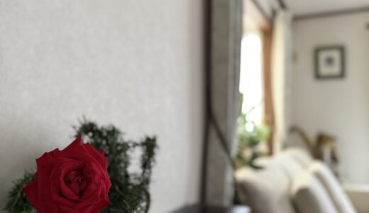 植物のある暮らしで整える、丁寧な人間関係とわたしの時間