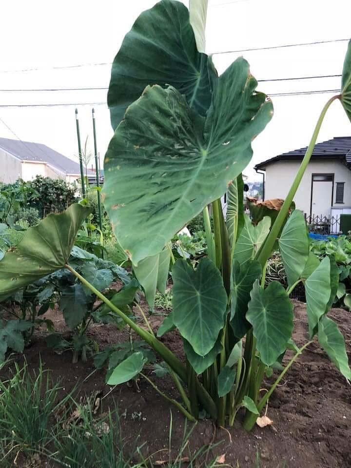 里芋の葉